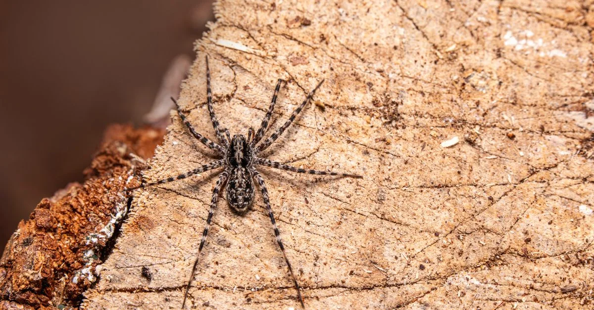 Gros plan d'une araignée loup se reposant sur l'écorce d'arbre texturée.